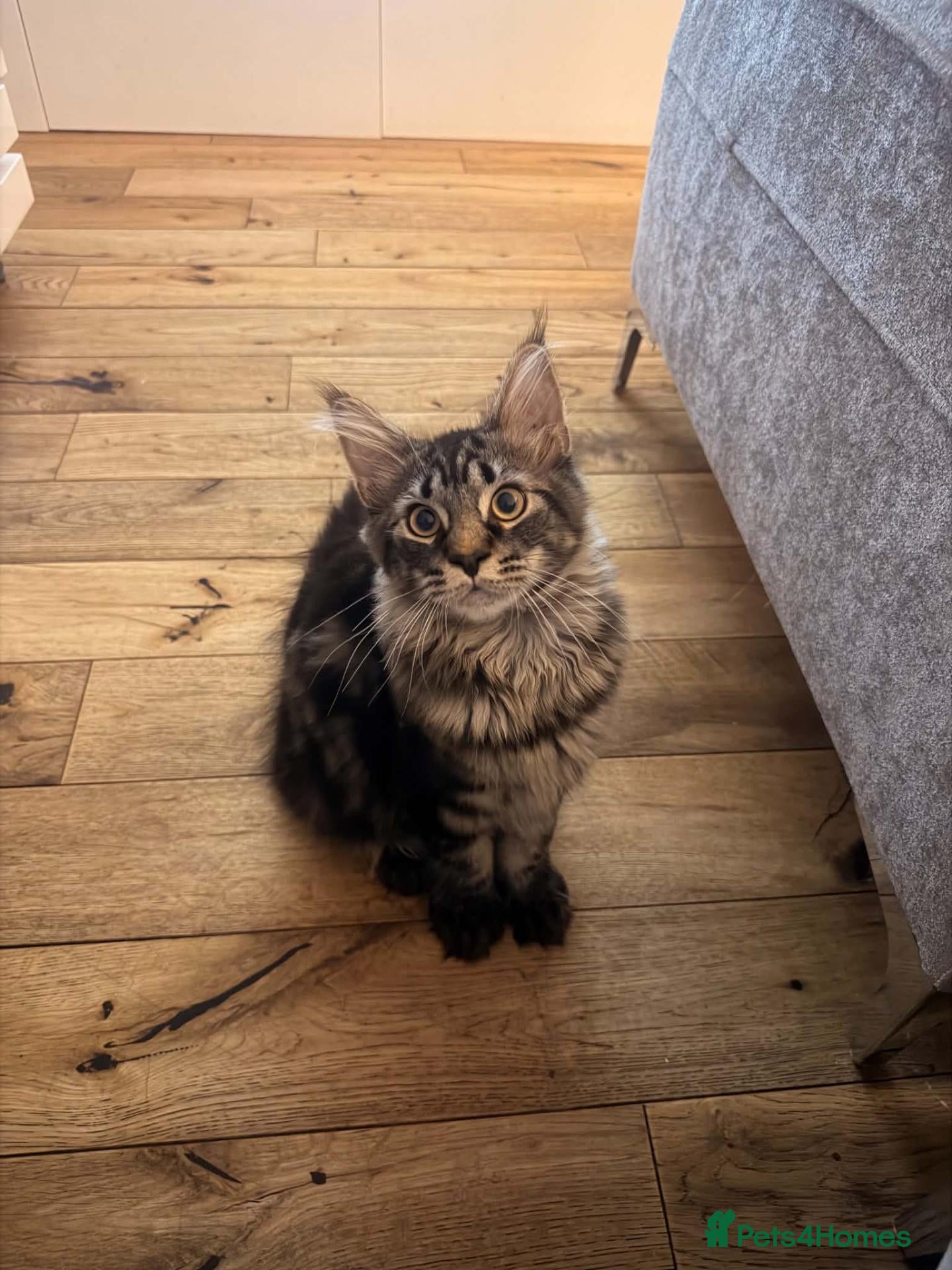 Maine Coon cats Ready now adorable maine coon Kittens 2 boys - Advert 1