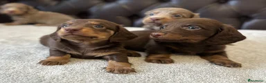 Miniature Dachshund 2