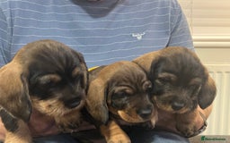Dachshund dogs for sale: Wire haired Dachshund Teckel Puppies - Advert 2