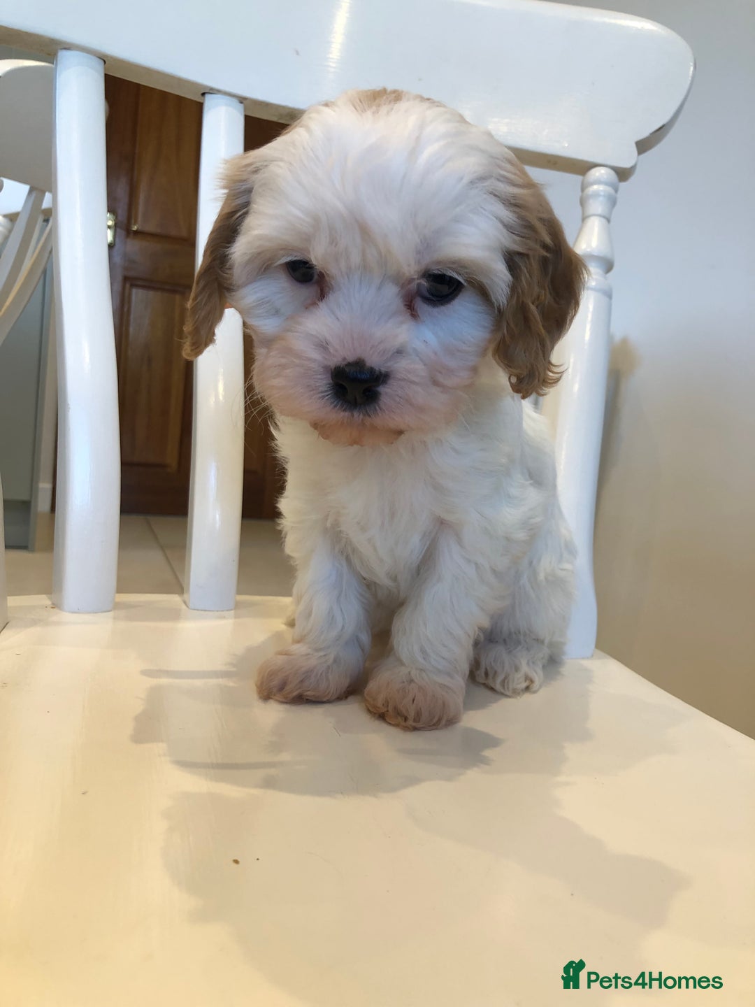 Cavapoo dogs for sale: Adorable Cavapoo Puppies  - Advert 23