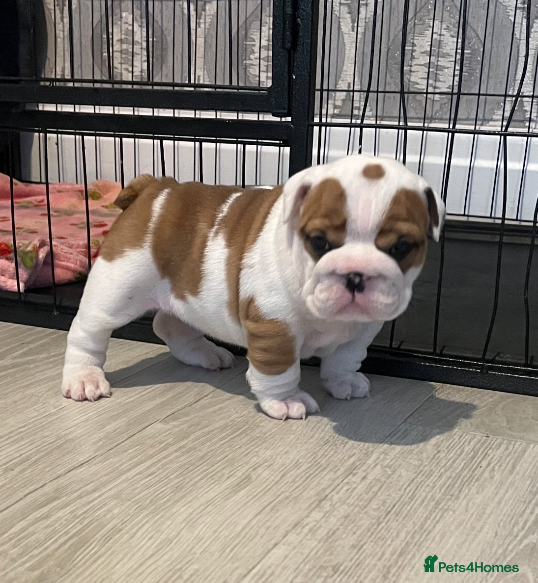 English Bulldog dogs 5 standard bulldogs silver health tested parents  - Advert 1