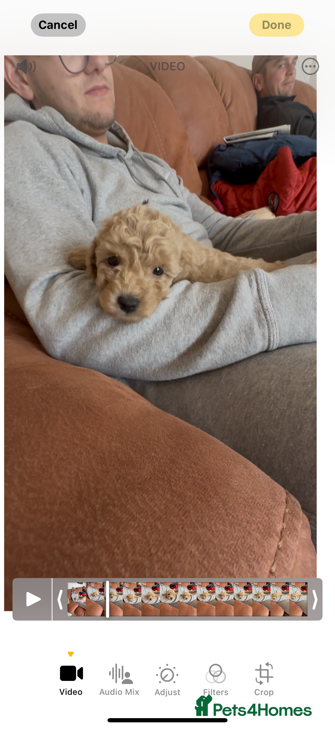 Poochon dogs for sale: Tiny farm bred teddy bear bundles of fun !  - Image 27