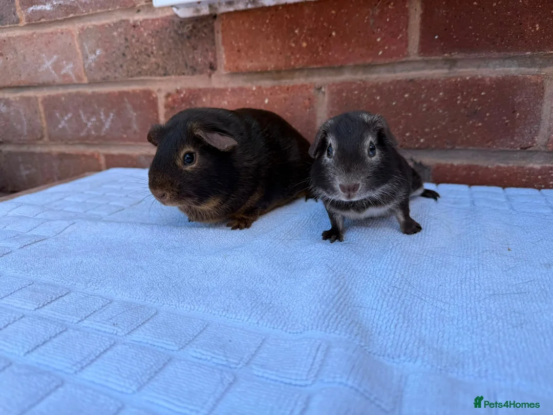 Guinea Pig rodents for sale: Guinea pigs for sale - Advert 3