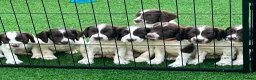 English Springer Spaniel dogs for sale: KC REg' English Springer Spaniel Pups for sale - Advert 12