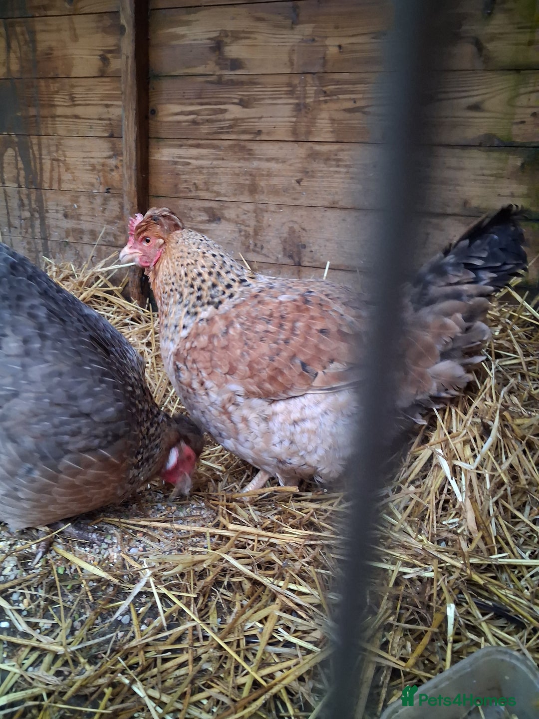 Chickens poultry for sale: 2 chickens - Advert 2