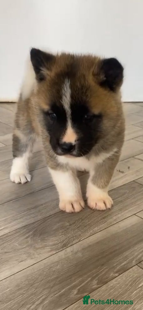 Akita dogs Akita Pups - Advert 1