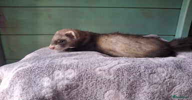 Ferret rodents - Advert 16