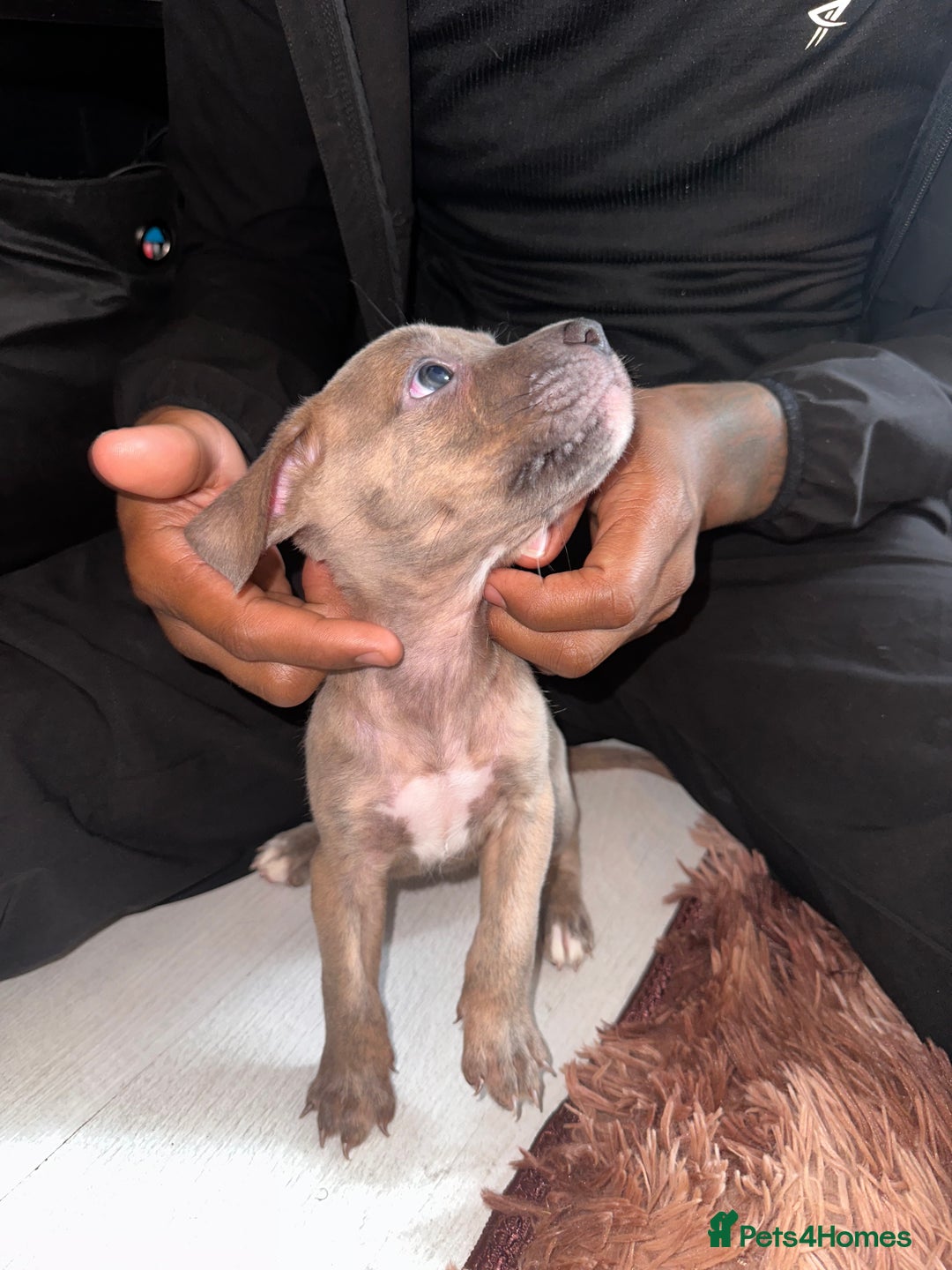 Mixed Breed dogs for sale: Mixed breed for cheap  - Image 9