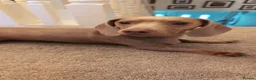 Miniature Dachshund dogs for sale: Adorable Miniature dachshund puppies - Advert 3