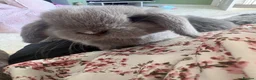 Mini Lop rabbits for sale: 3 Beautiful baby boy mini lops needing good homes in Bridport - Advert 17