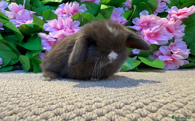 Mini Lop rabbits ⭐️ MINI LOPS ⭐️ ready to go  - Advert 1
