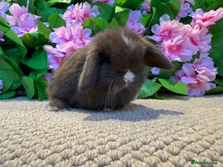 Mini Lop rabbits ⭐️ MINI LOPS ⭐️ ready to go - Advert 3