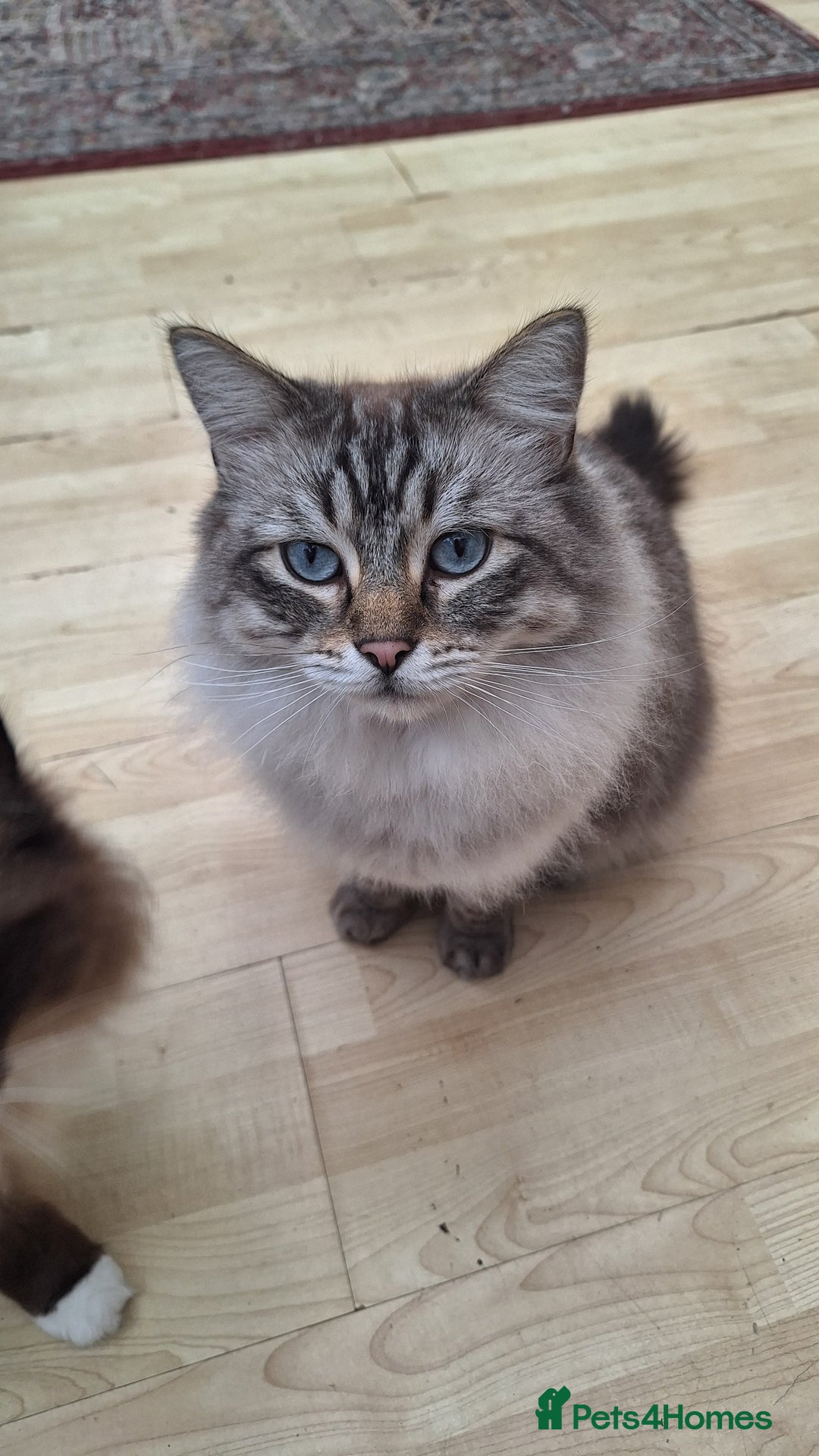 Ragdoll cats for sale: 2 4 years old ragdolls  - Advert 1