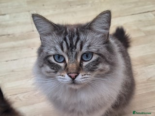 Ragdoll cats 2 4 years old ragdolls - Advert 1