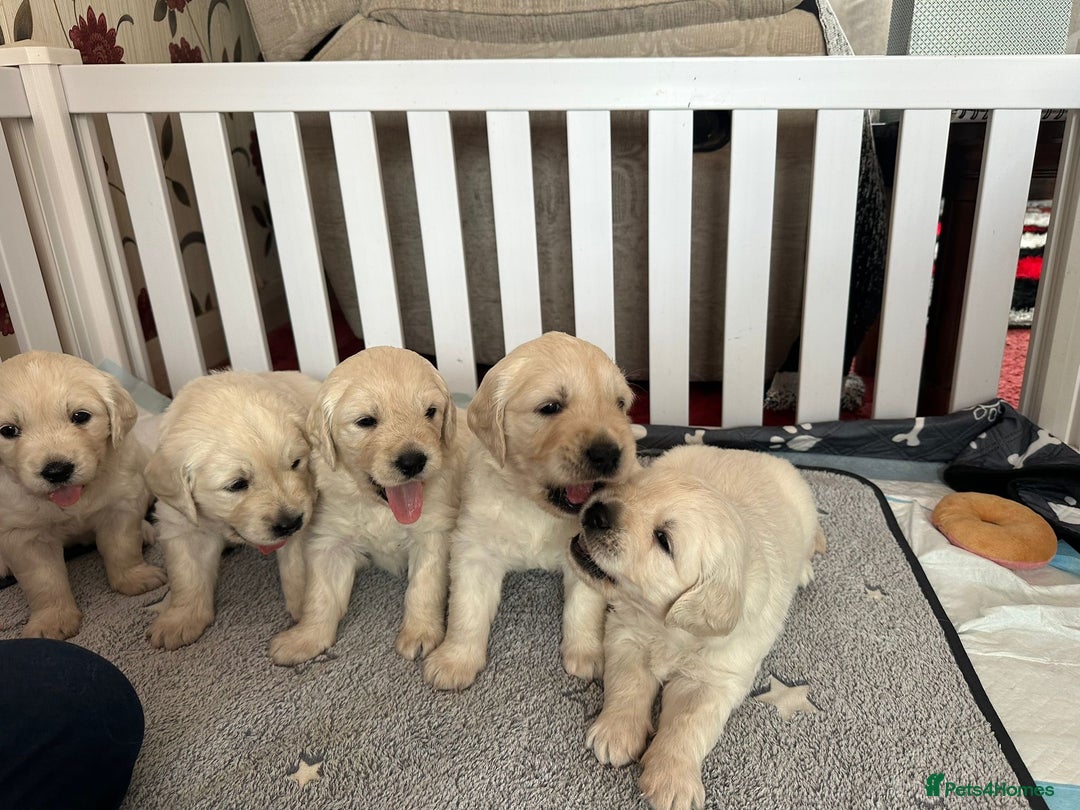 Golden Retriever dogs for sale: Golden retriever  - Image 1