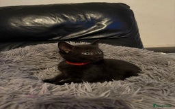 Bengal cats for sale: 3 female Bengal cross kittens  - Image 13