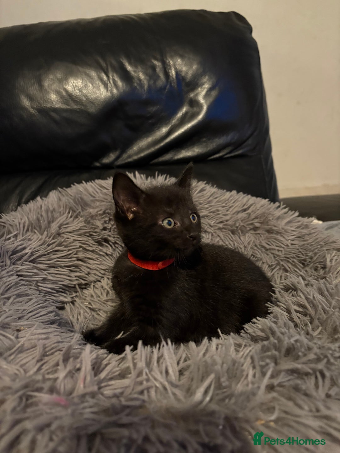 Bengal cats for sale: 3 female Bengal cross kittens  - Image 13