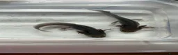 Axolotl reptiles for sale: Axolotl Jeuveniles  - Advert 6