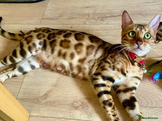 Bengal cats Beautiful Bengal Kittens - Advert 1