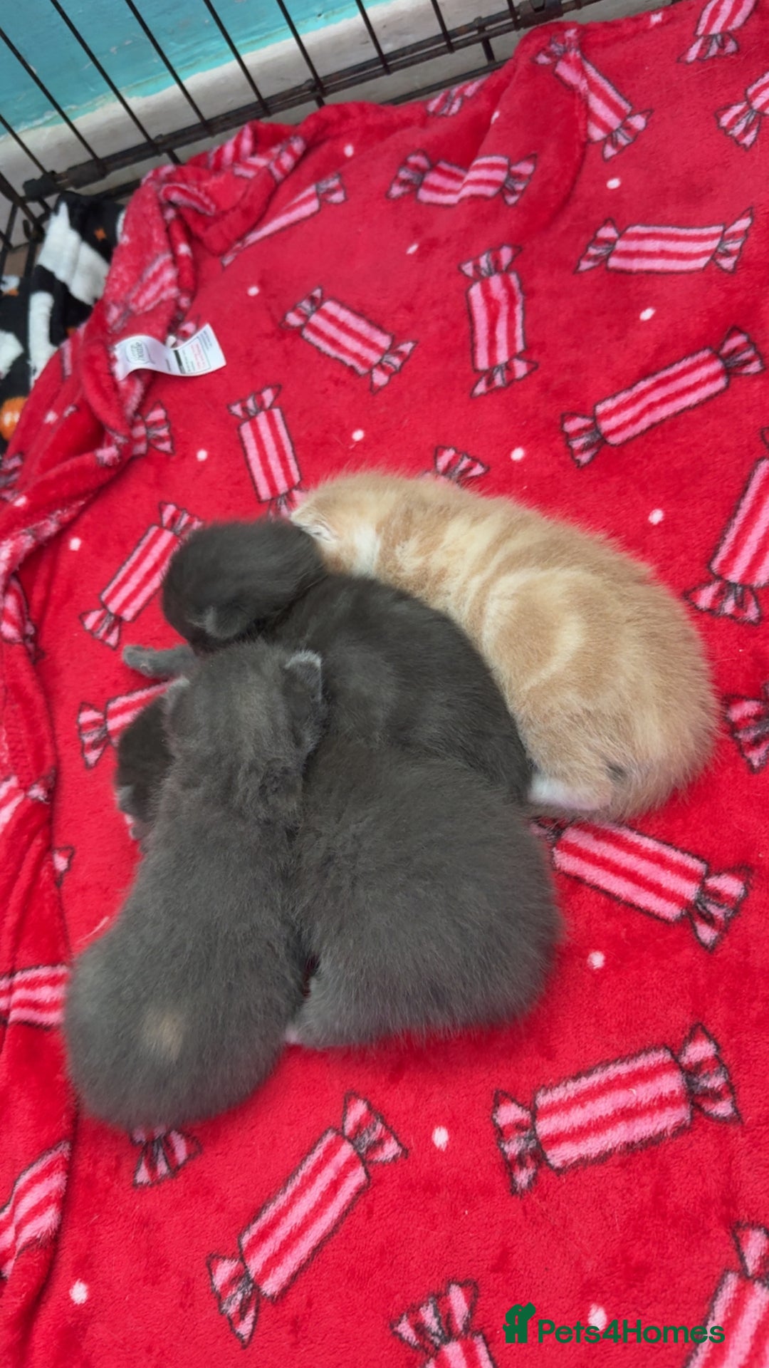 Mixed Breed cats for sale: Kittens looking for forever homes - Image 9
