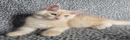 Maine Coon cats for sale: GCCF Maine Coon Kittens.  - Advert 13