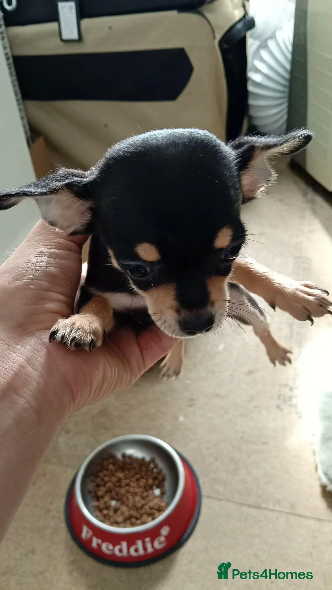 Chihuahua dogs for sale: Pure chihuahua puppies  in Nottingham - Advert 2