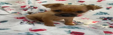 Mixed Breed 7