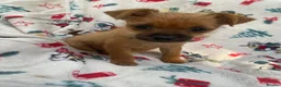 Mixed Breed dogs for sale: Jack Russell/ Yorkshire terrier puppy’s  in Pontypool - Advert 27