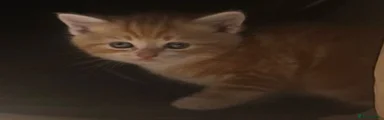 Mixed Breed Kitten 3