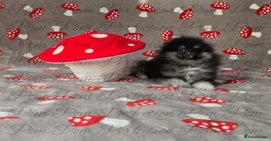 Pomeranian dogs - Advert 2