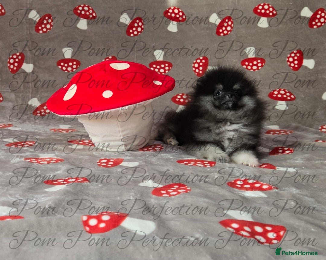 Pomeranian dogs for sale: Gorgeous Teddy Bear Pomeranian Puppy - Image 3