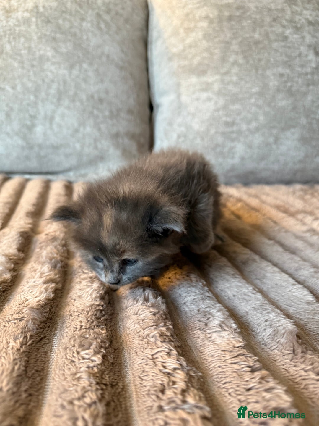 Maine Coon cats for sale: Beautiful Maine Coon Kittens - Advert 18