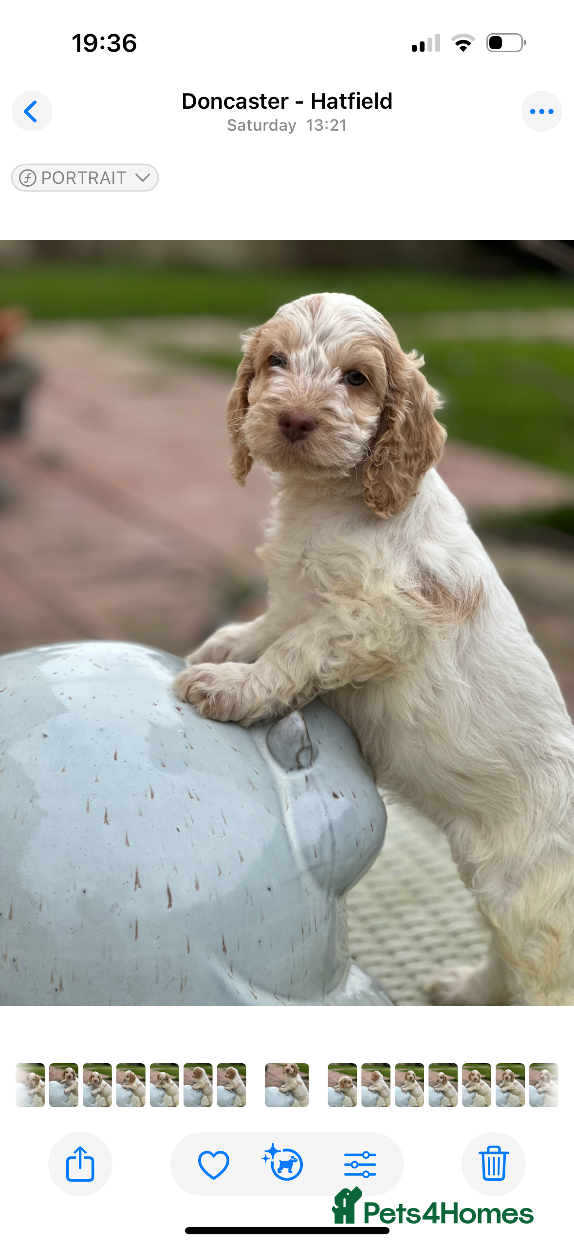 Cockapoo dogs Fabulous F1 cockapoos - Advert 4