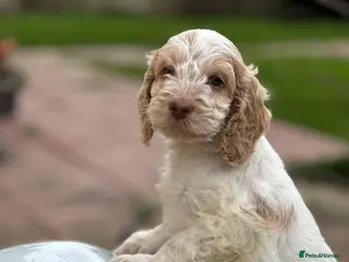 Cockapoo dogs Fabulous F1 cockapoos - Advert 6