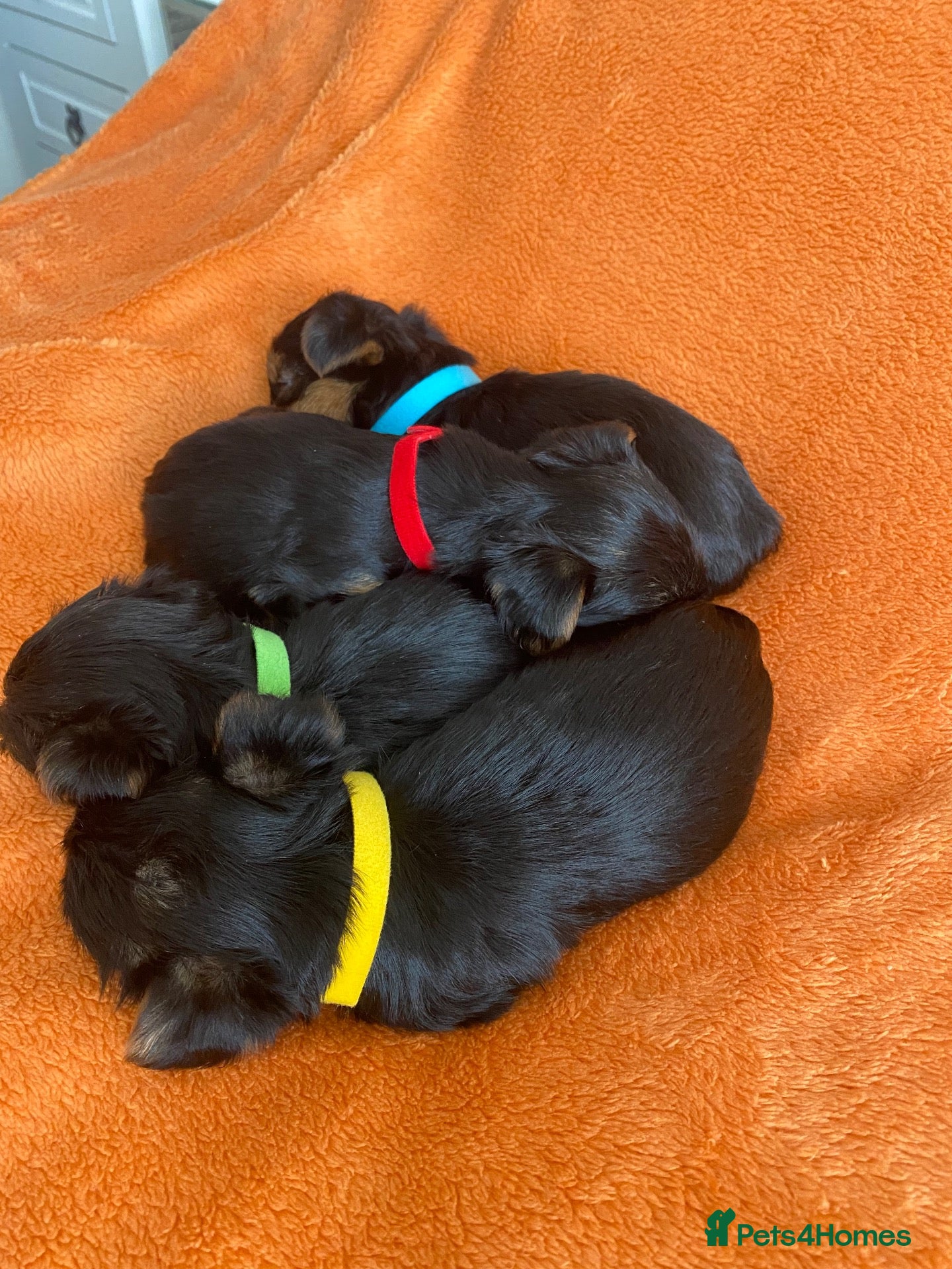 Yorkshire Terrier dogs X4 Stunning Minature Yorkshire terrier puppies  - Advert 3
