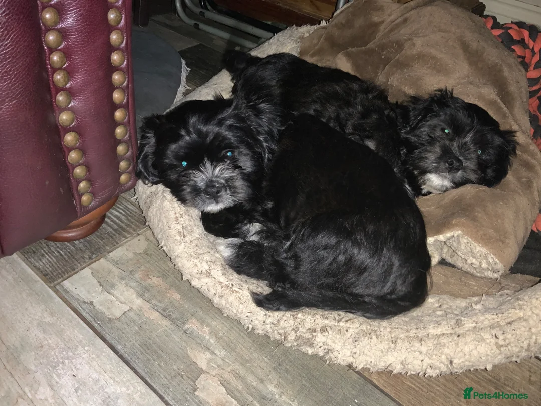 Cava Tzu dogs for sale: READY NOW! LAST HANDSOME BOY (F1 CAVA TZU’S)  - Advert 1