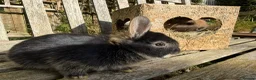 Netherland Dwarf rabbits for sale: Pure Netherland dwarf bunnies  in London - Advert 16