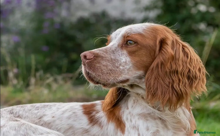 Cocker Spaniel dogs - Advert 1