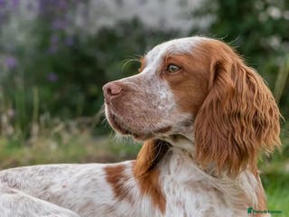 Cocker Spaniel dogs KC registered working cocker spaniel - Advert 11