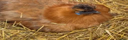 Chickens poultry for sale: POL silkies various colours available  - Advert 2
