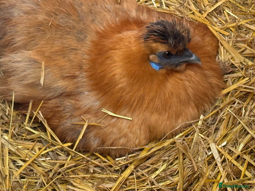 Chickens poultry for sale: POL silkies various colours available  - Advert 2