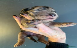 Bernedoodle dogs for sale: Blue Merle/Tri/Blue White Standard Bernedoodle. - Image 11