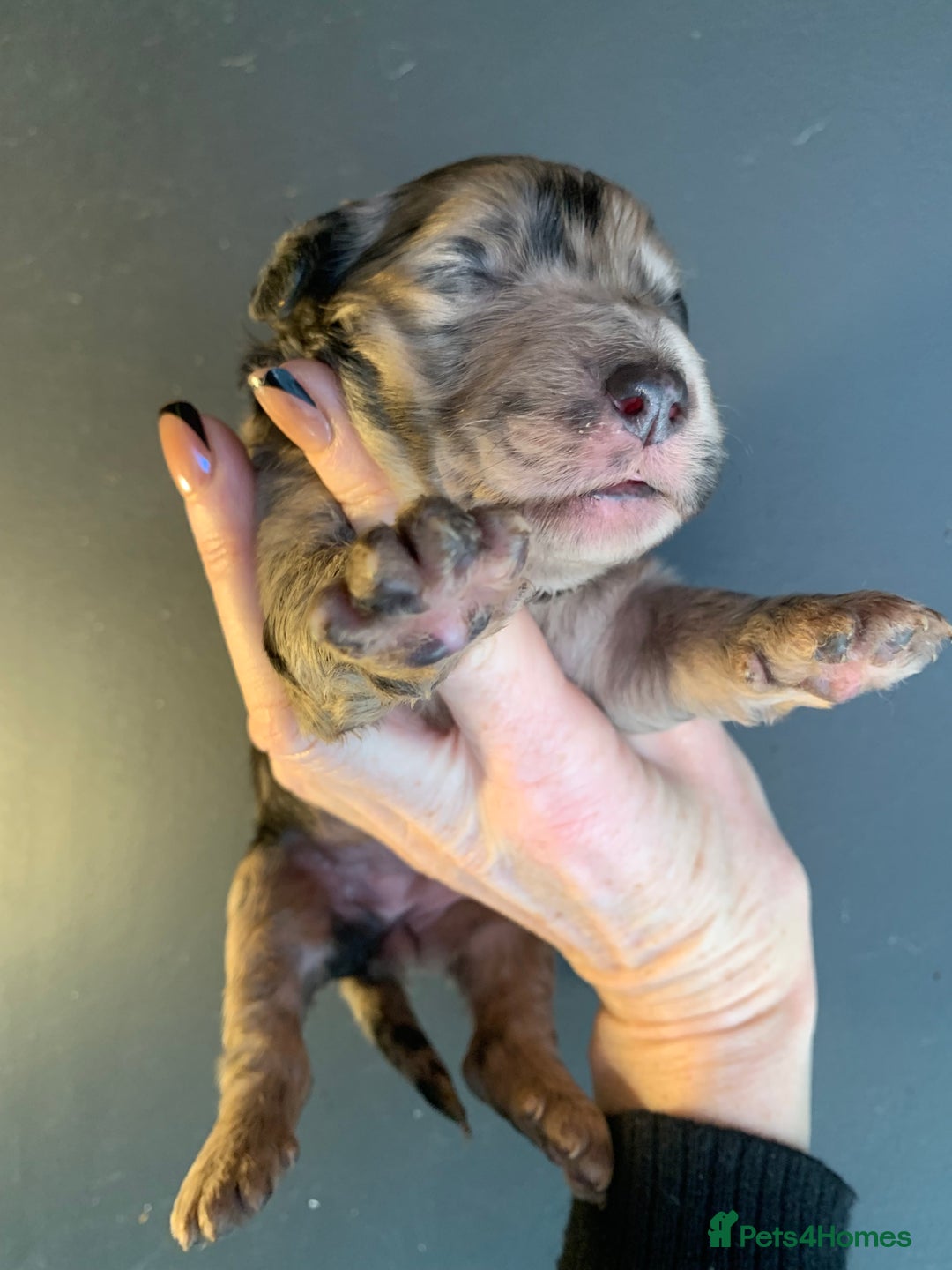 Bernedoodle dogs for sale: Blue Merle/Tri/Blue White Standard Bernedoodle. - Image 11