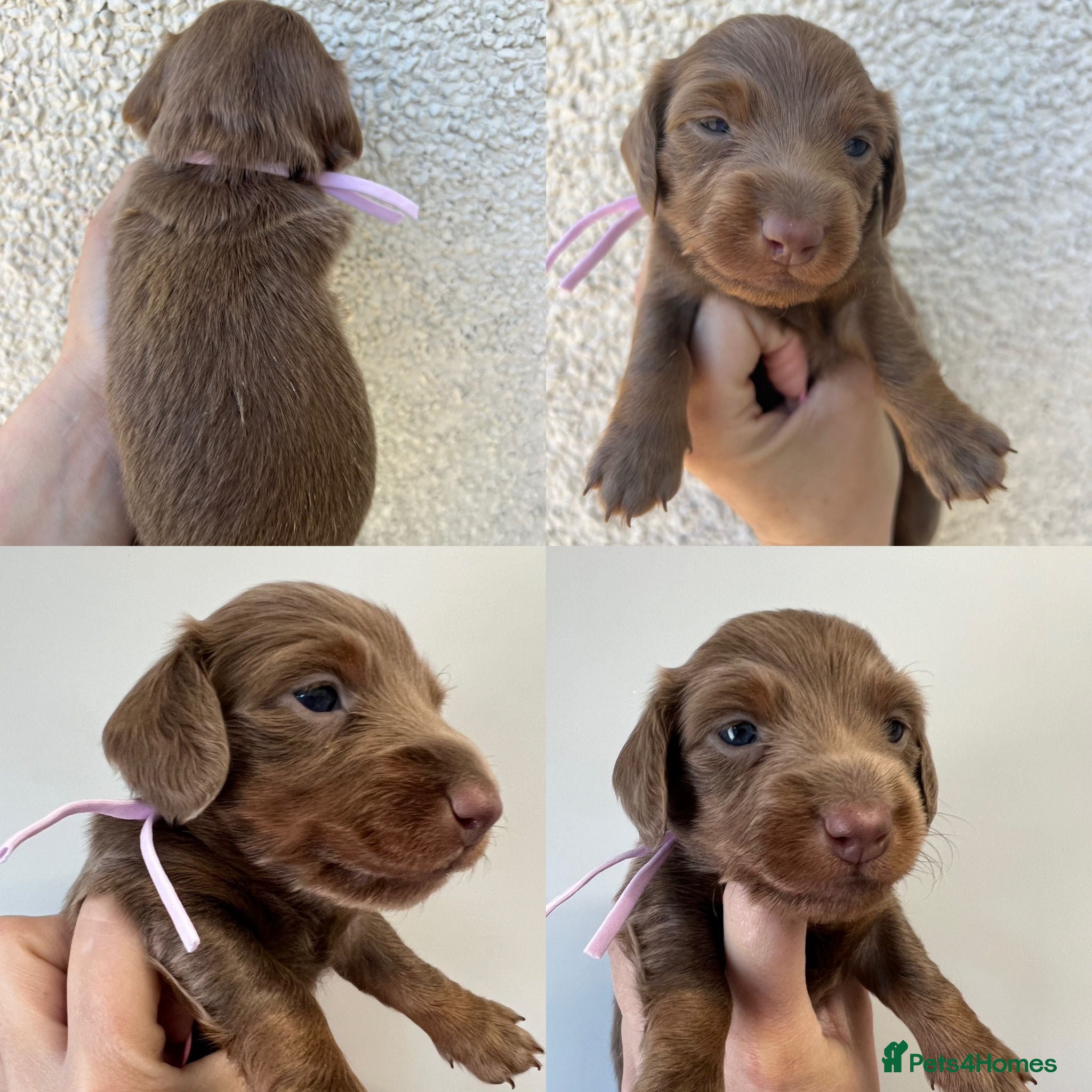 Miniature Dachshund dogs Stunning kc registered long hair Isabella's & blue - Advert 10