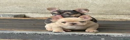French Bulldog dogs for sale: Quality French Bulldog Puppies  - Advert 3