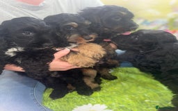 Cockapoo dogs for sale: Beautiful Cockapoo Puppies  - Image 1