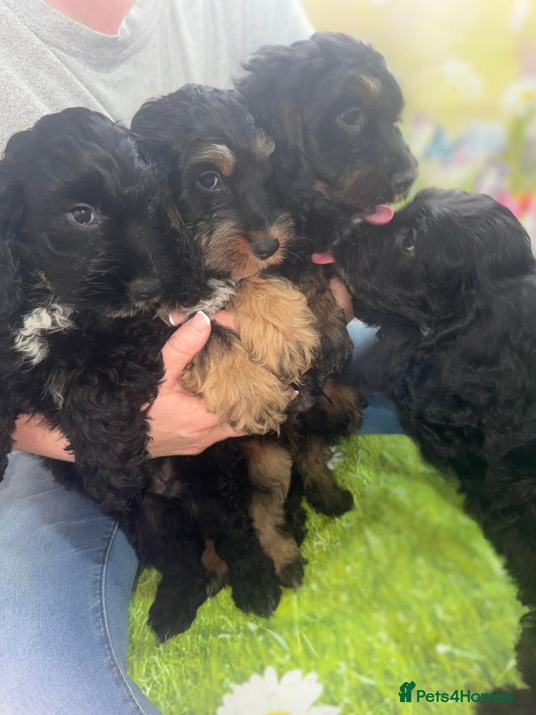 Cockapoo dogs for sale: Beautiful Cockapoo Puppies  - Image 1