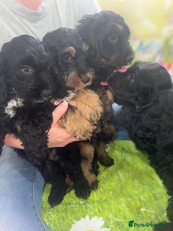 Cockapoo dogs - Advert 3