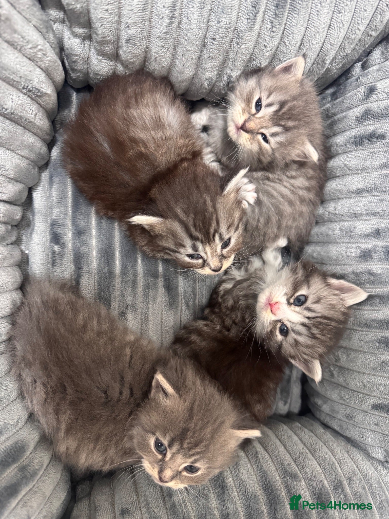 Mixed Breed cats Persian cross  - Advert 22