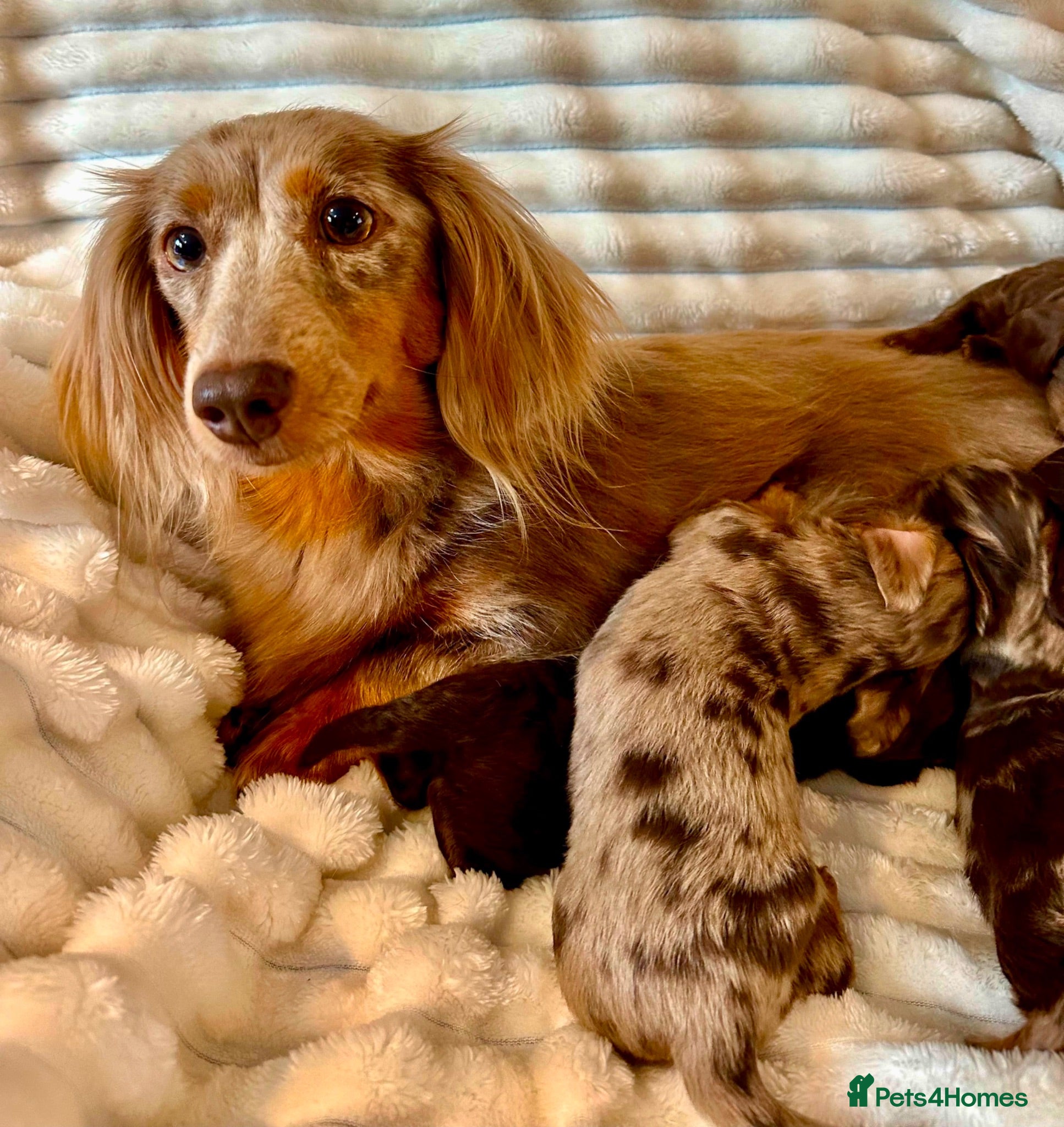 Miniature Dachshund dogs Fabulous Litter of Long haired dachshund puppies  - Advert 3